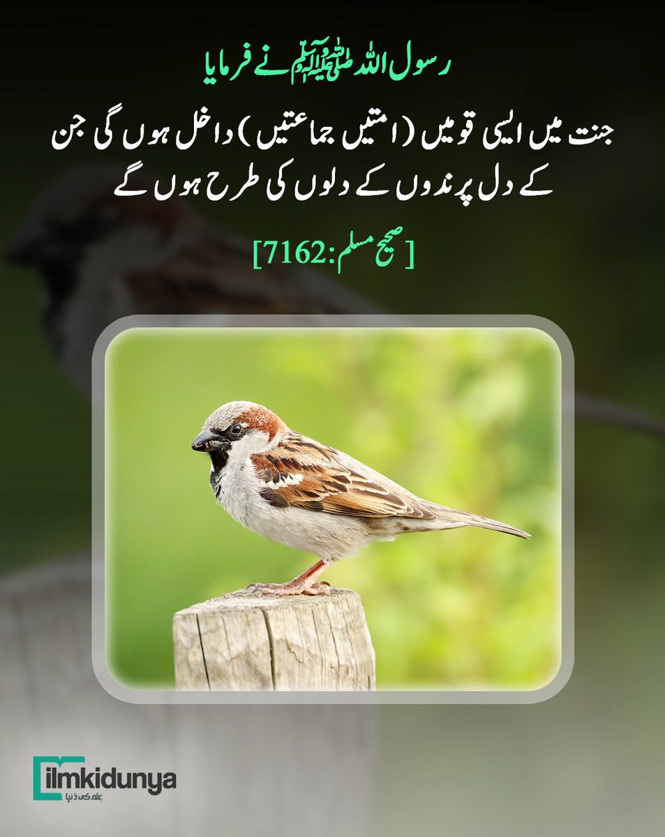 ilmkidunya tweet media