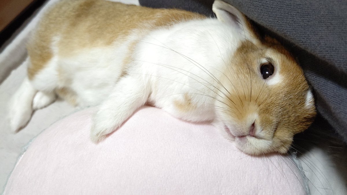 🌸櫻兎🐰 tweet media