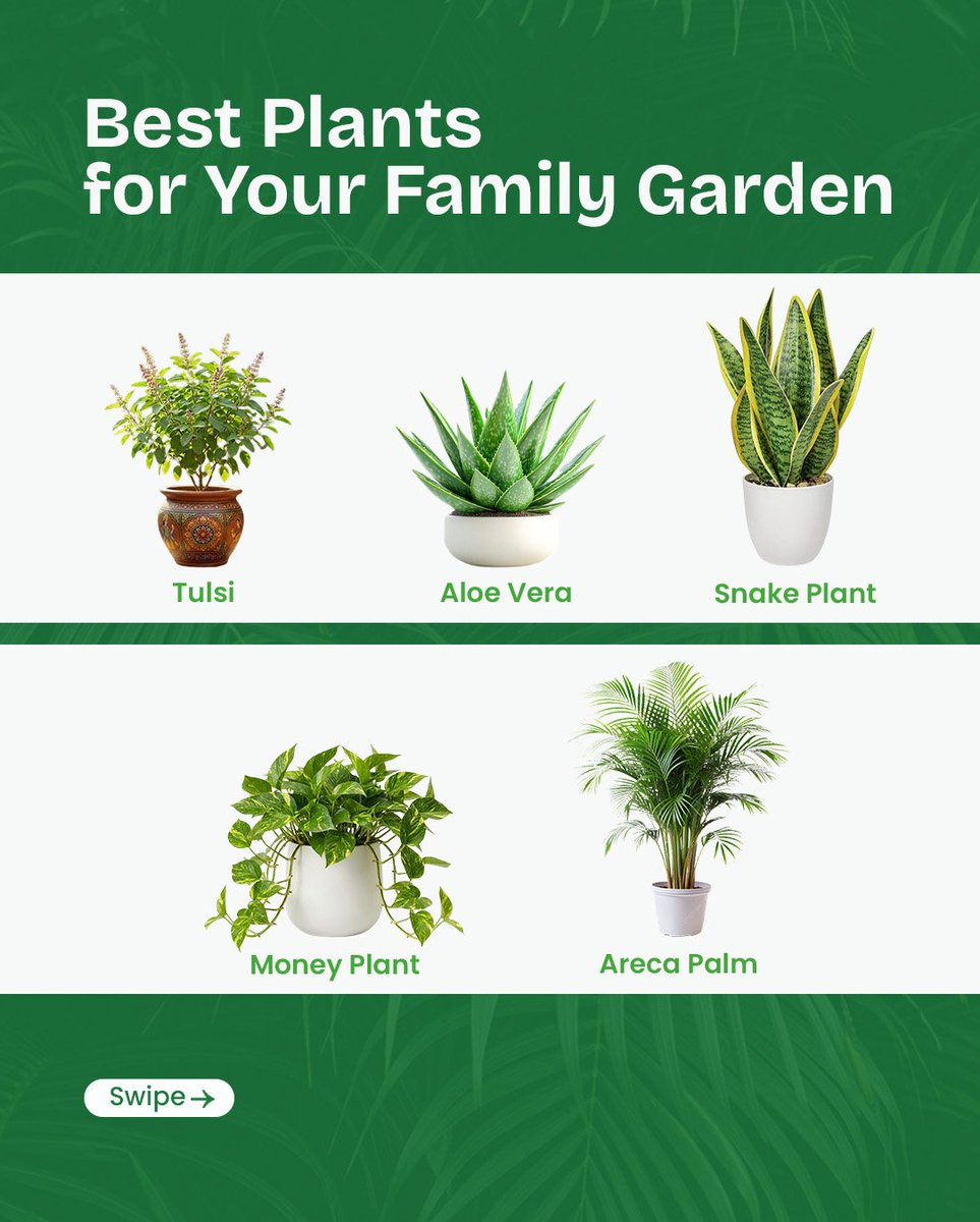 ScenicDeveloper's tweet photo. Your home deserves more than just walls—it deserves life, freshness, and happiness 🌿✨

From calming greens to air-purifying plants, the right landscaping transforms your space into a peaceful retreat for your family. https://t.co/4vWoJpBt0z