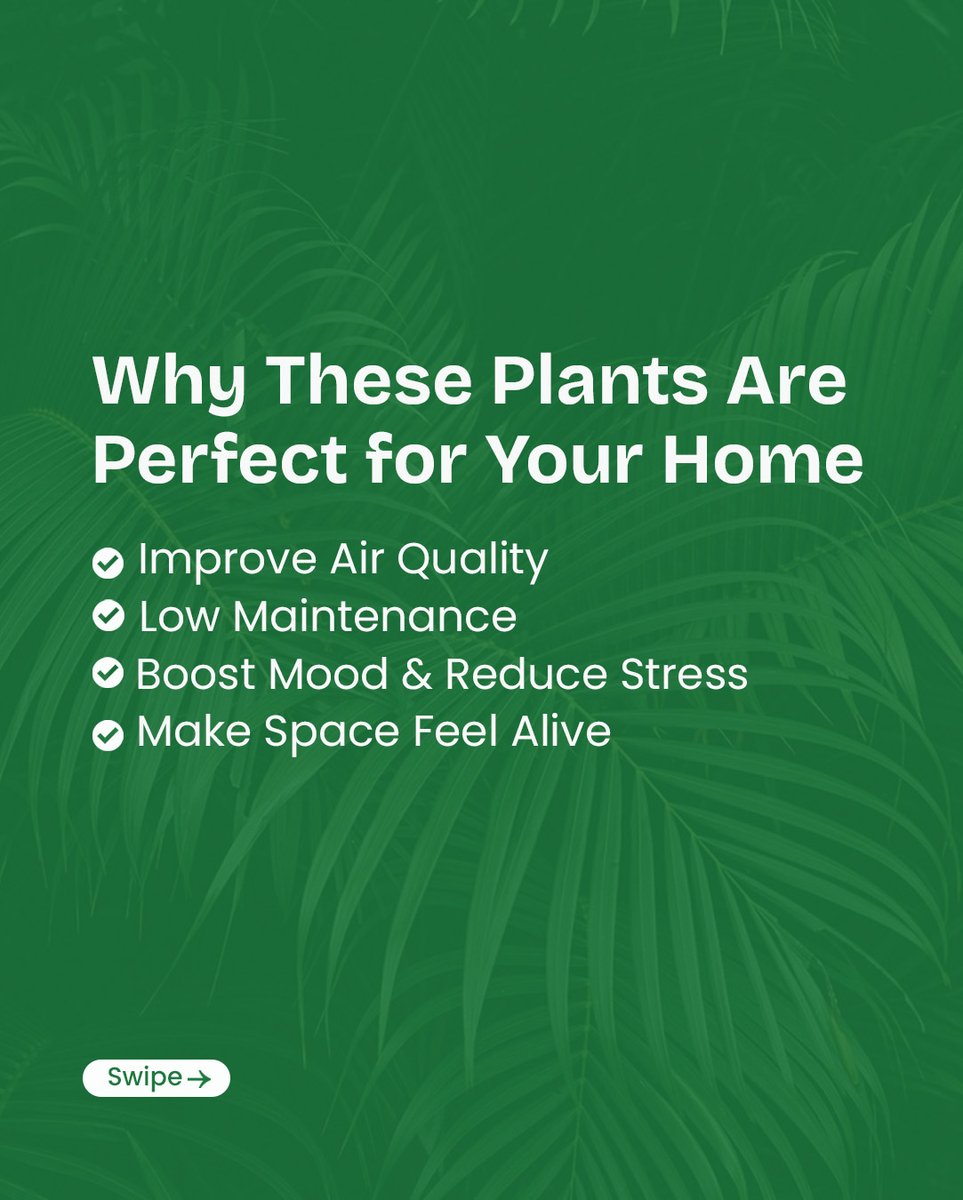 ScenicDeveloper's tweet photo. Your home deserves more than just walls—it deserves life, freshness, and happiness 🌿✨

From calming greens to air-purifying plants, the right landscaping transforms your space into a peaceful retreat for your family. https://t.co/4vWoJpBt0z