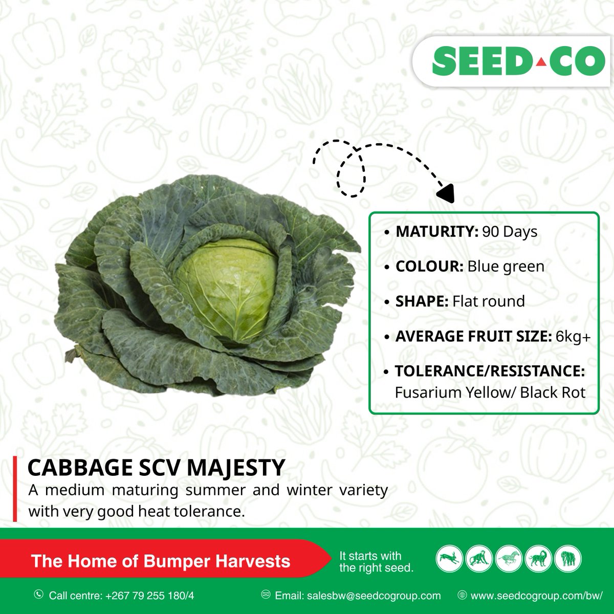 Seed Co Botswana tweet media