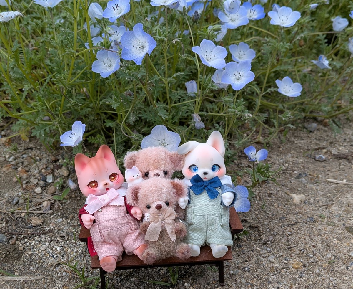 tora27mi's tweet photo. 皆でネモフィラ畑に写真撮りに行ったよ〜❁
相変わらずのカメラヘタで綺麗に撮れなかったけど、皆でお出掛け楽しかった〜💖
椅子に皆乗せたら、ギューギューになっちゃった🤣
#kumukuku
#alicetochiroru https://t.co/xAhcC26SjB