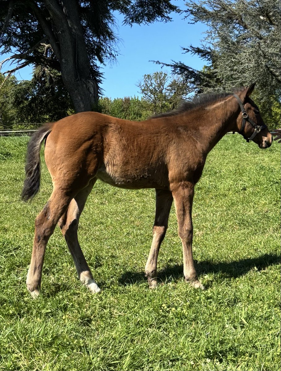 BallyhaneStud's tweet photo. A 1st crop SAKHEER filly out of the Shamardal mare Monteja.
Thanks to breeders @Milfordstud for the pictures https://t.co/cPdXgidVgu