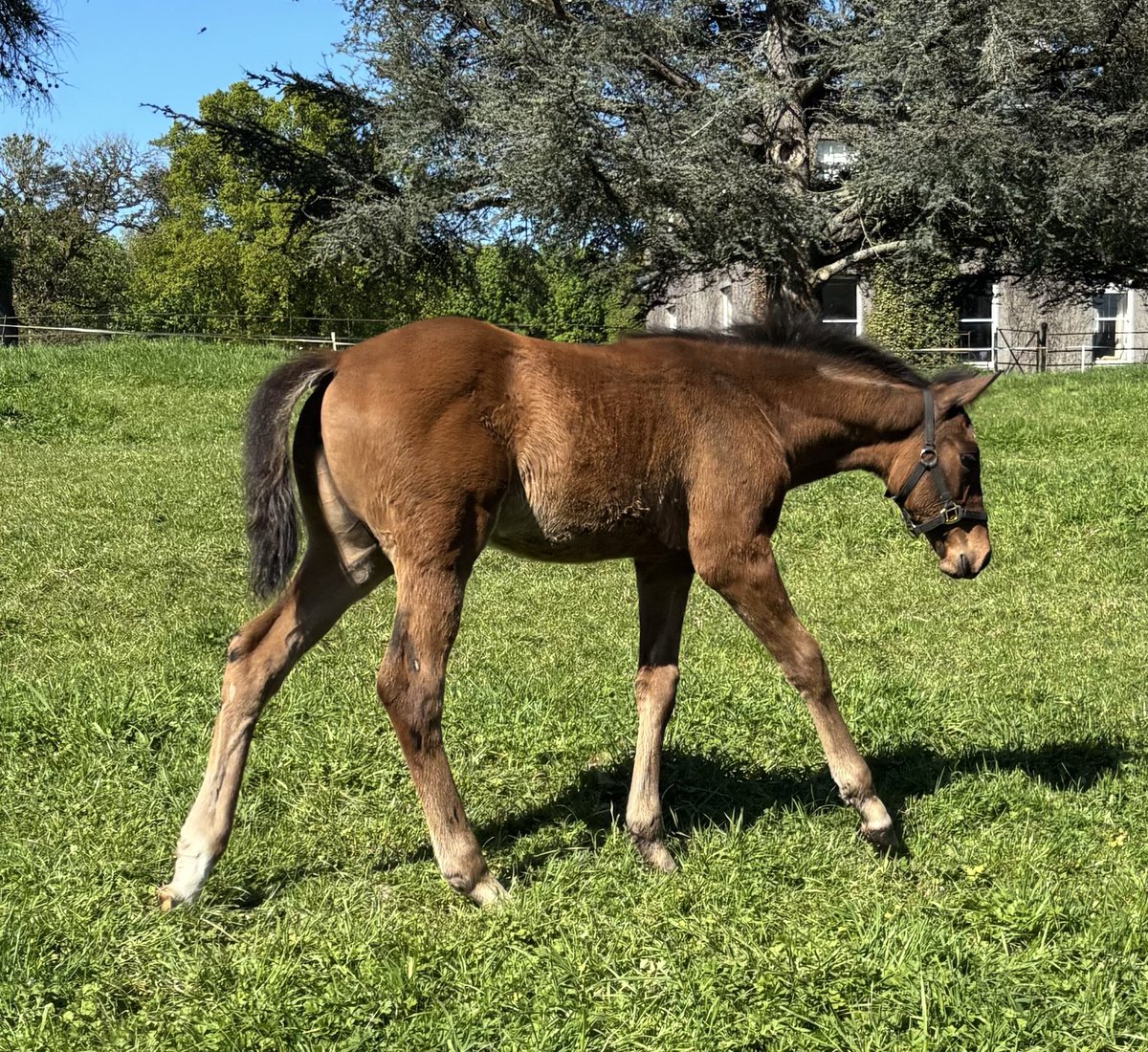 BallyhaneStud's tweet photo. A 1st crop SAKHEER filly out of the Shamardal mare Monteja.
Thanks to breeders @Milfordstud for the pictures https://t.co/cPdXgidVgu