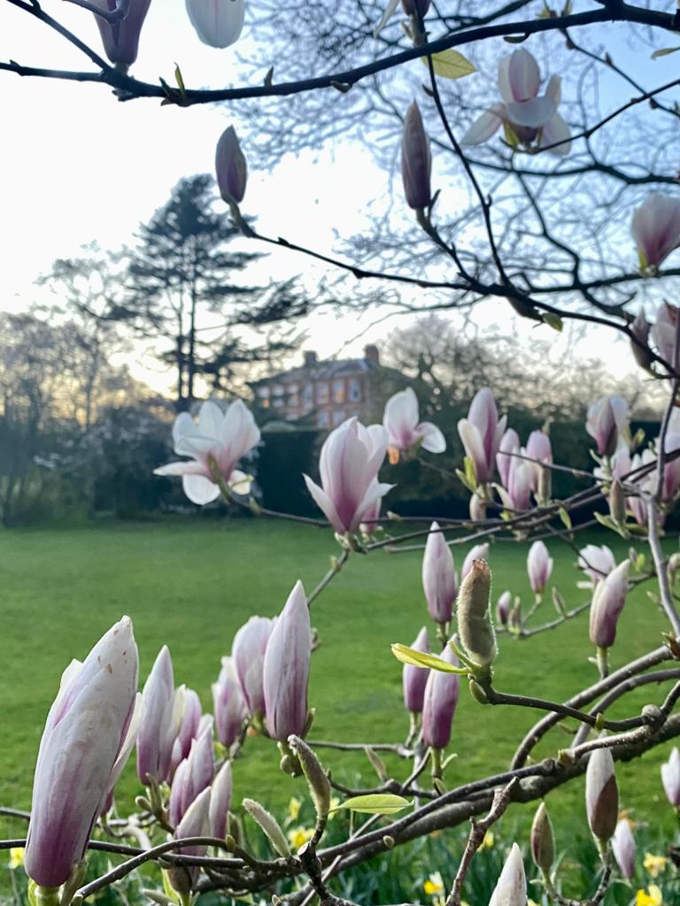 MiddlethorpeHal's tweet photo. The gardens offer a quiet space where you can sit with a book and enjoy the spring blooms.
Plan your visit on 01904 641241. https://t.co/SbMCcn16wB