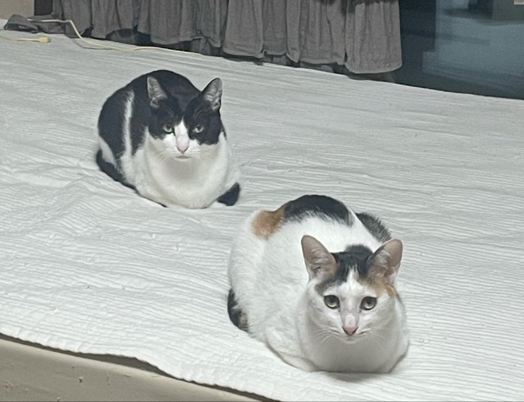 현실부정 tweet media