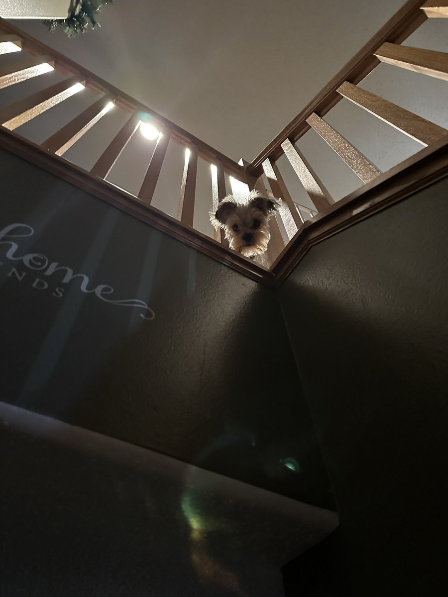FreddieSmithIII's tweet photo. Another beautiful morning. I see you!! 😊🐾✝️🇺🇸 https://t.co/ozdlsvrkFe