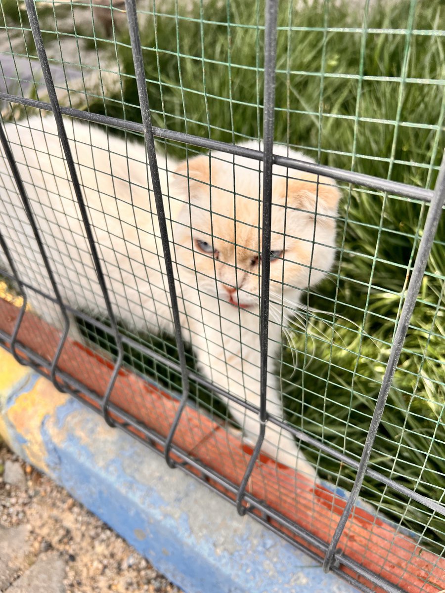 DokuzOlmaz's tweet photo. Eskiden Nevşehir Belediyesine ait olan, artık Valilik kontrolünde olan BİRLİK barınağını ziyaret ettik. Sağ taraf belediyenin eski barınağı, sol taraf yeni barınak.

Eski barınakta nüfus az çünkü işi bitenler diğer tarafa gönderiliyor. Diğer, yani taraf kesin olarak alabileceği köpek sayısını fazlasıyla doldurmuş. Binlerce köpeğin içinde birkaç tane hasta ve yaralı bulduk. Raporumuza onları da ekleyeceğiz. Bazı zeminlerin yenilenmesi lazım. Bazı padoklar çok dolu. Böyle birkaç tane sorun tespit ettik. Hepsini raporumuza ekleyeceğiz.

Bu arada rekor sayıda cins köpek var. Gözlerinize inanamazsınız. Bu hayvanların sahiplendirilmesi noktasında özel bir çalışma yapılması lazım. Mesela hayatımız boyunca bu kadar çok Husky, Malinois ve Kurtları bir arada bir barınakta görmemiştik. Ve tabi cins kediler. 

Tüm fotoğrafları görmek için aşağıdaki linke tıklayabilir veya instagram dokuzolmaz sayfamı takibe alabilirsiniz.

https://t.co/vZaBFtEexG