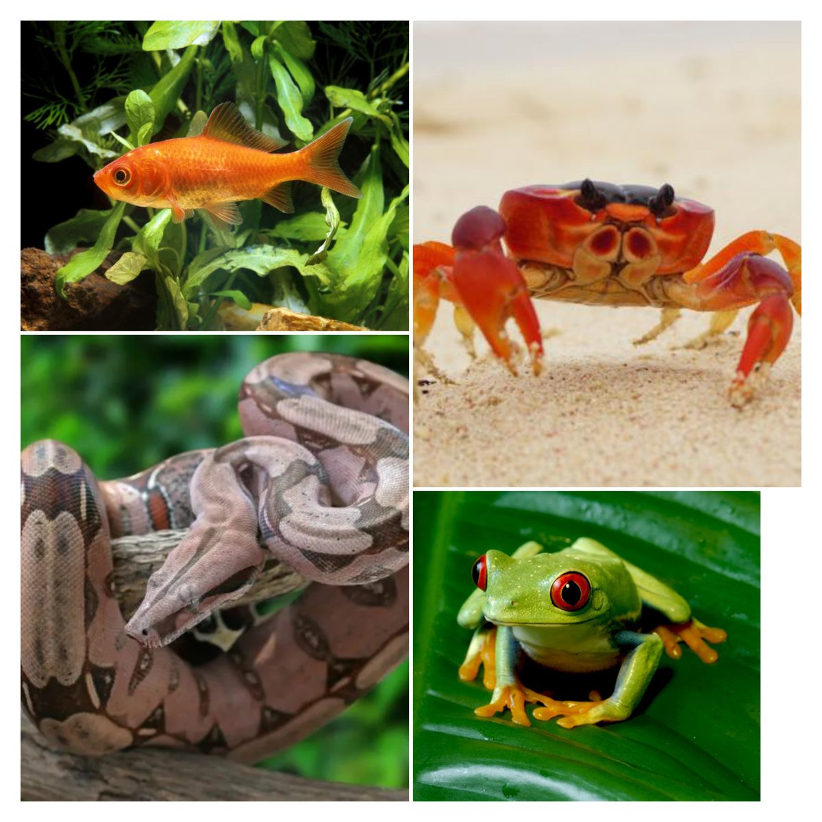 #BuenosDias Estos son los Animalitos para hoy por la ruleta que más les agrade; éxitos