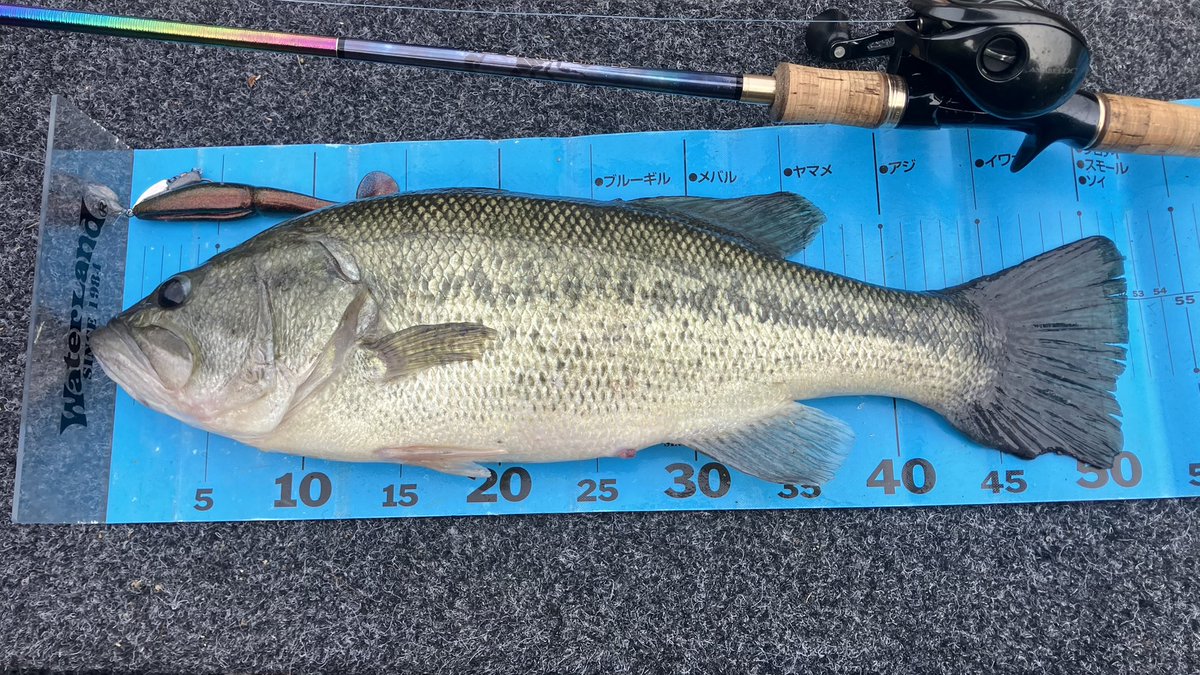 trombe0412's tweet photo. ５ヶ月ぶりのバス釣り。
今年初のバス釣りで初バス52cm。
52、52、54と他40アップ合わせて12本。

大満足でした(￣∀￣) https://t.co/9dLRWtDbvz