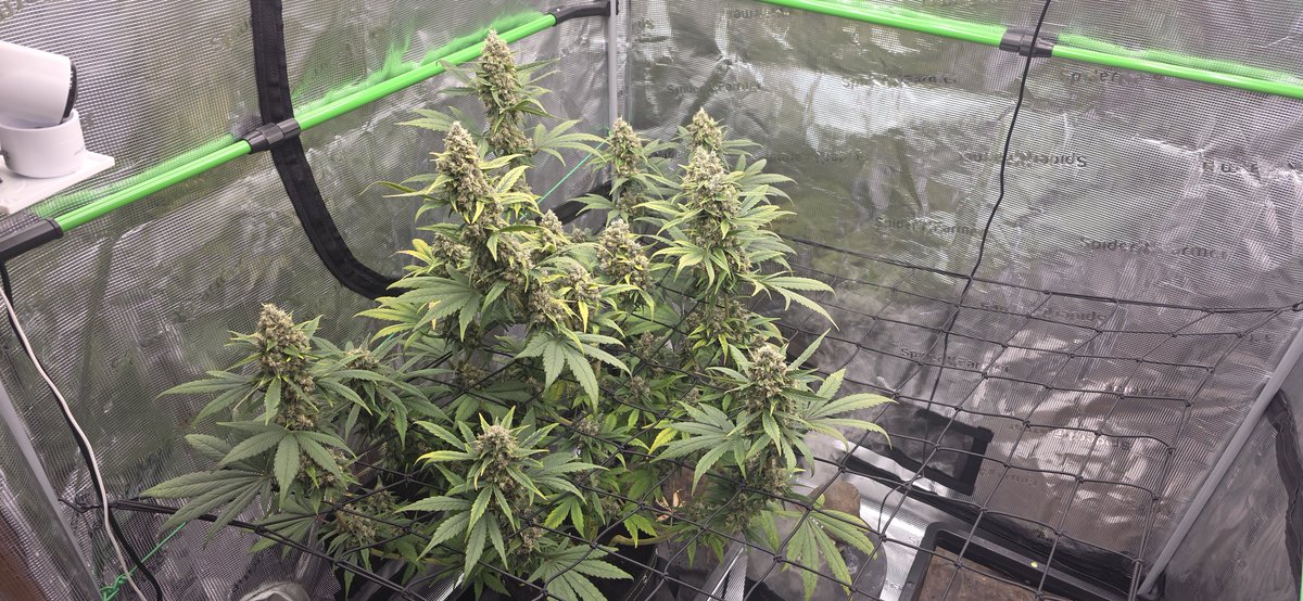 Peter 🪖Vet-Ret🩴 tweet media