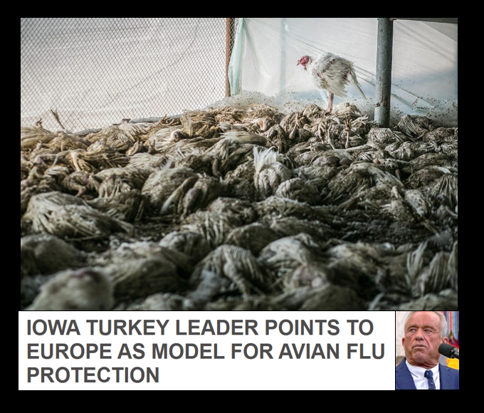 bennel62's tweet image. #GETMEREWRITE #Iowa #turkey leader doesn't point to her own government as a model for #avianflu protection paulsnewsline.blogspot.com/2026/04/get-me…