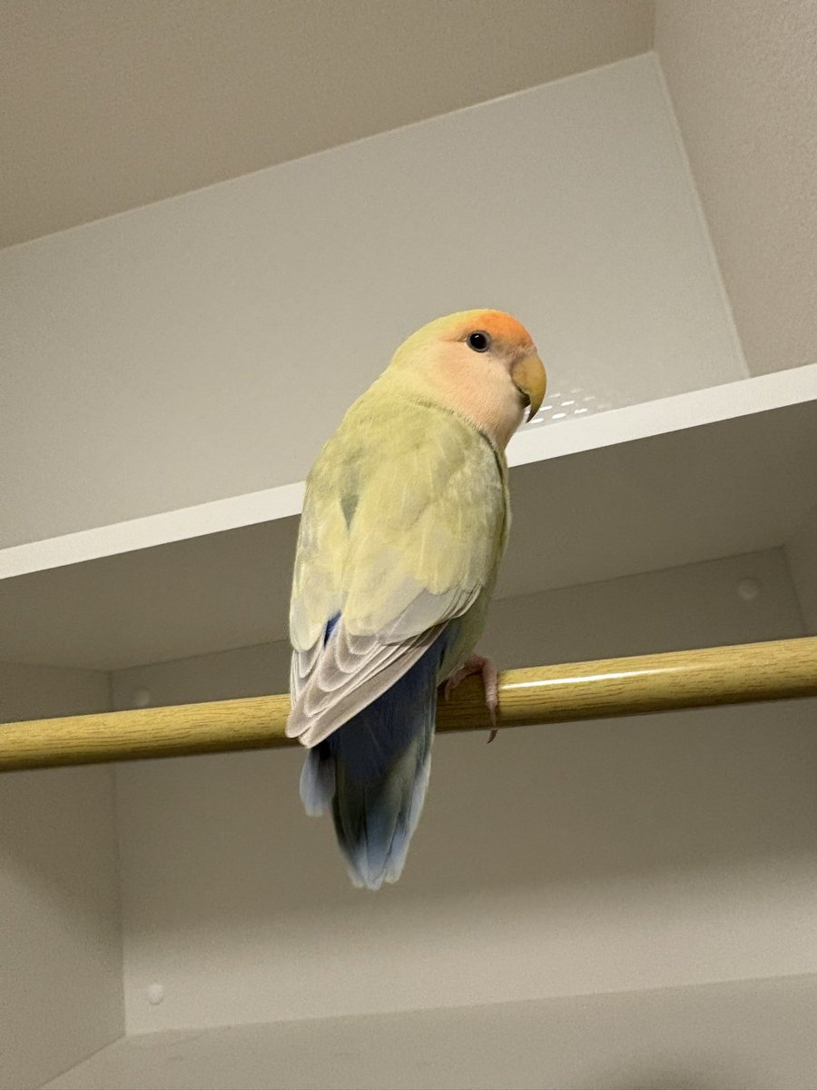 (元)院長 tweet media