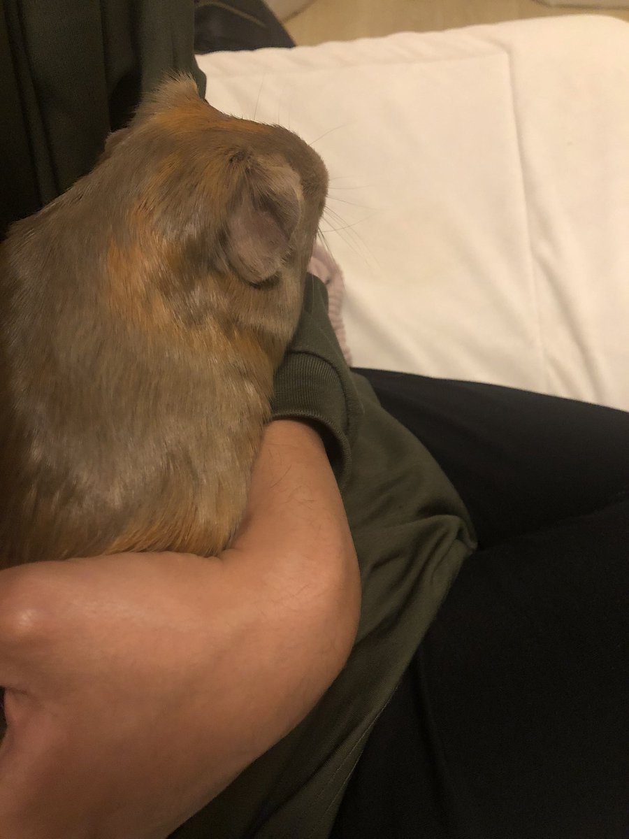 のらくろ二等兵 tweet media