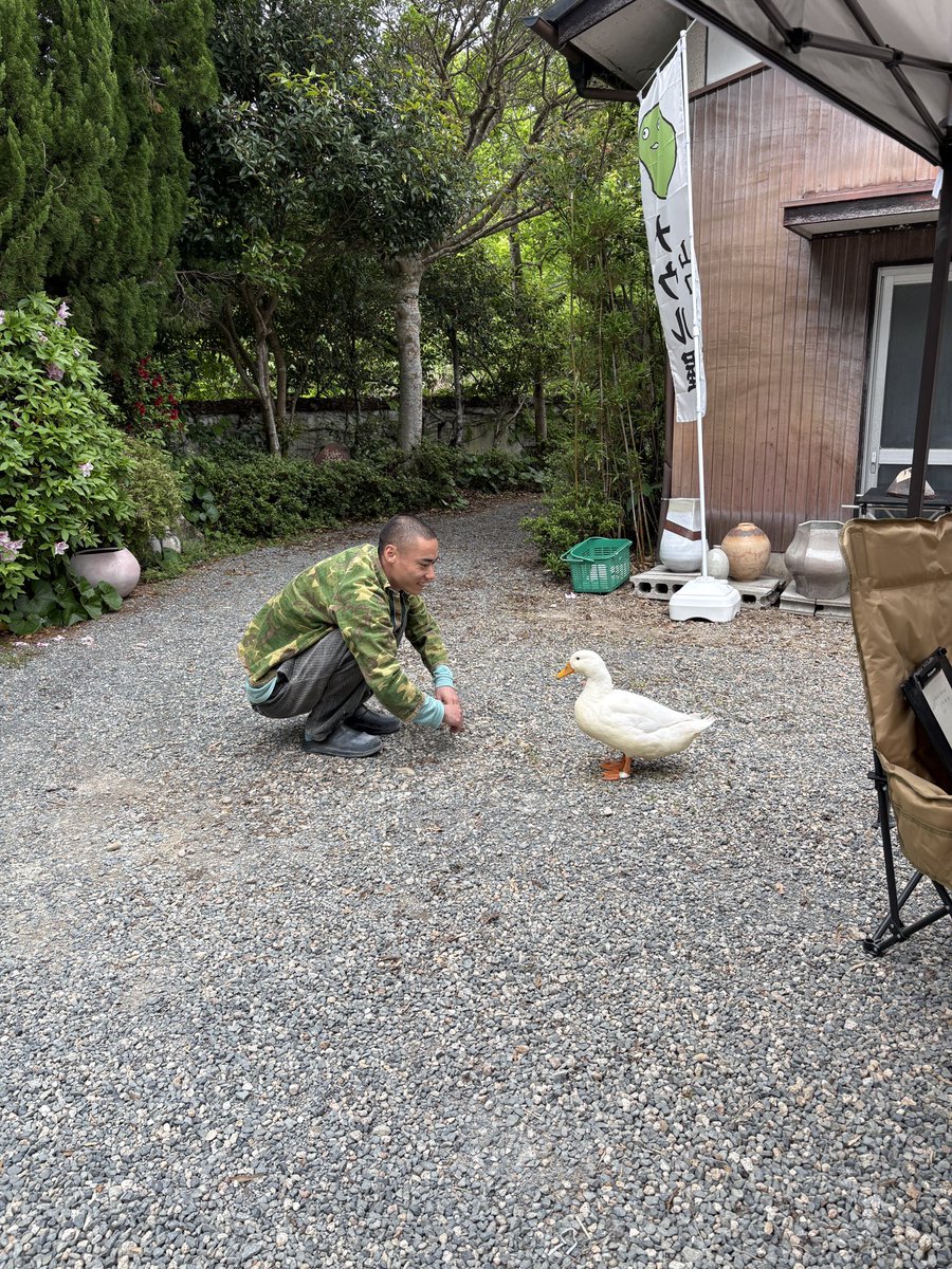 あひるのぴ～たん&合鴨のルーシー tweet media