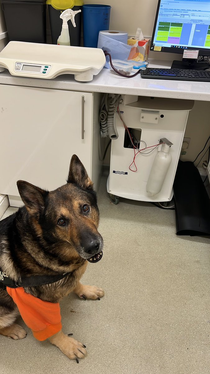 Retired PD Tomo tweet media