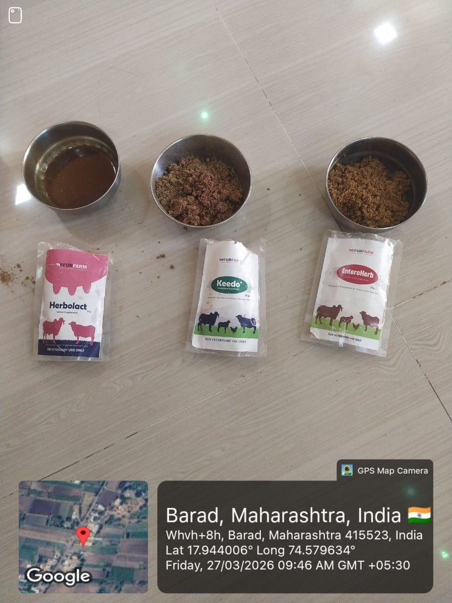 betterlivestock's tweet image. Barad , MH | #Livestock #VetCamp

Training camp held with Govind Milk. 14 farmers trained in EVP herbal remedies for mastitis &amp;amp; deworming to benefit their cattle and combat #AMR.

📞080693 75150
📱play.google.com/store/apps/det…

#veterinarycamp #mastitis #deworming #vetdoctor