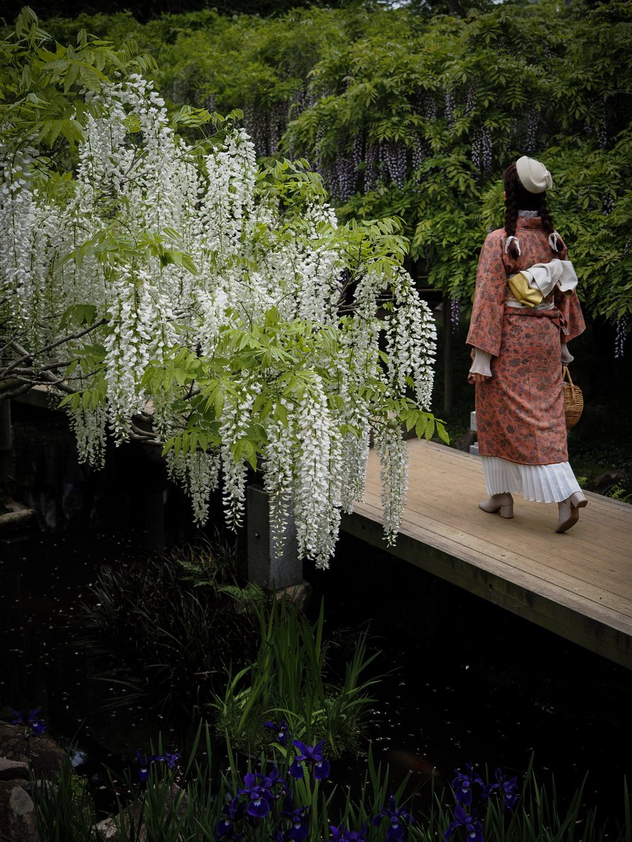 nunookui's tweet photo. 【2026.4】
春日大社の萬葉植物園に藤を見にom-1片手に行ってきましたー

#om1
#ZUIKO40150f28
#萬葉植物園
#春日大社
#写真撮ってる人と繫がりたい
#キリトリセカイ
#わたしは奈良派
#藤
#wisteria
#nara
#jp_gallery
#art_of_japan
#私の花の写真 https://t.co/6DSU6jFV8P