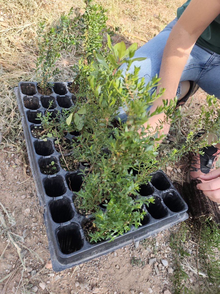 iestdp's tweet photo. Reforestando https://t.co/R0LztwofMj