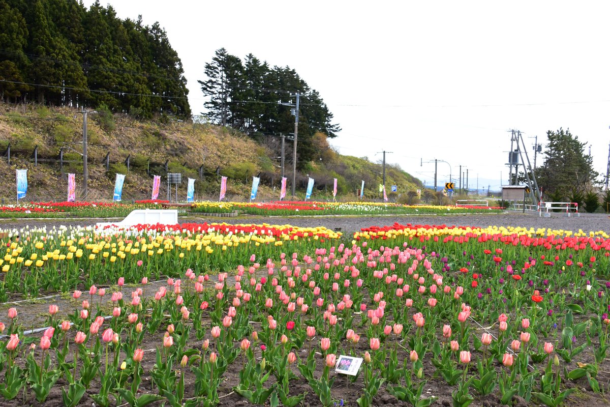 ぴっと日和☆彡 tweet media