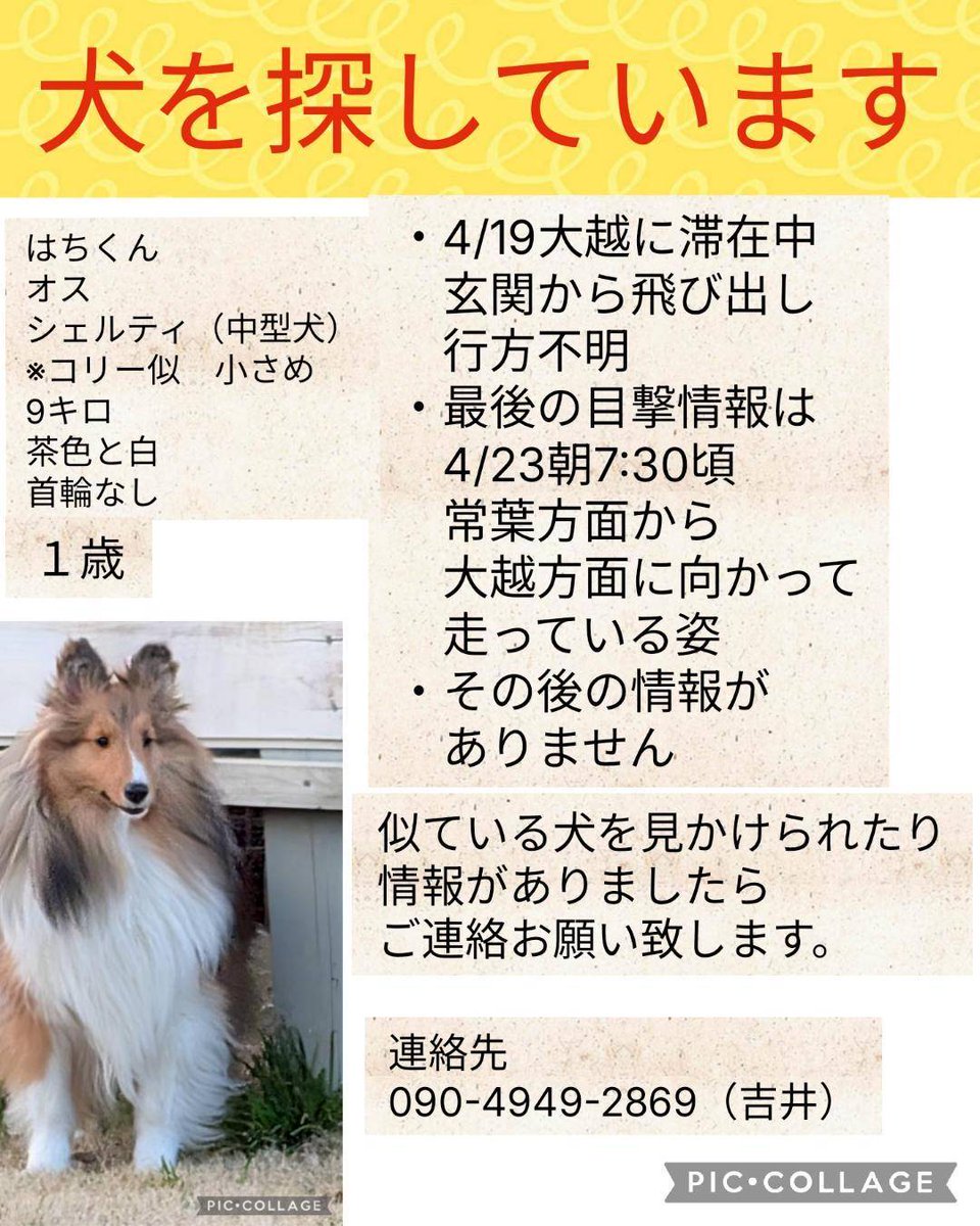 シェルティ・レスキュー公式 Sheltie Rescue JPN Official tweet media