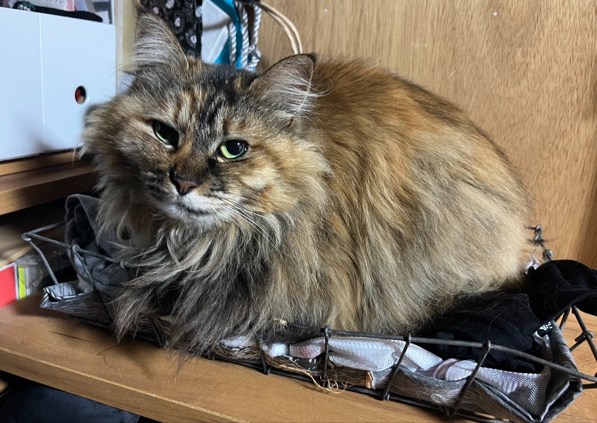 シュウ@限界ライ麦畑 tweet media