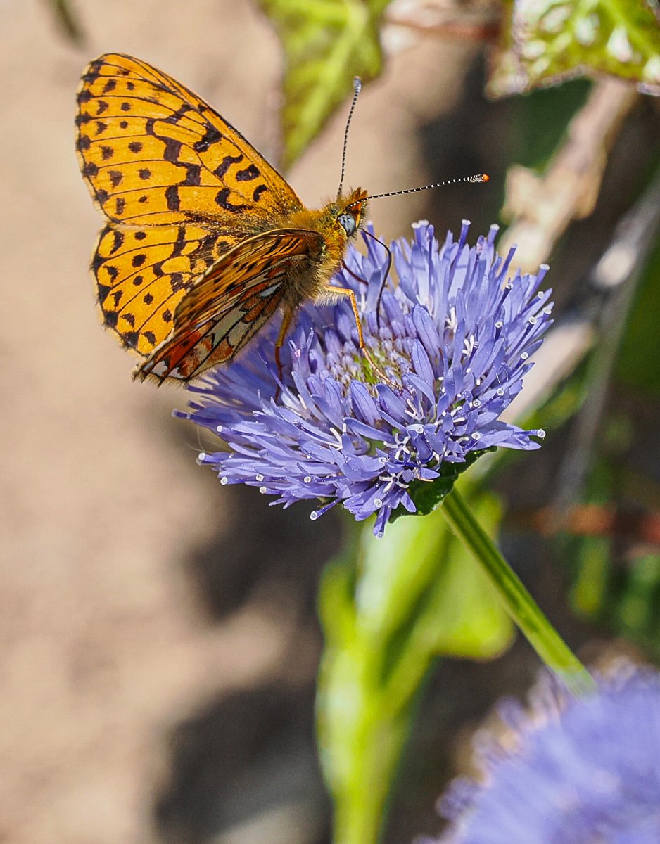 AndrewPBF's tweet photo. Pearl-bordered Fritillary snacking on Sheep's-bit. One of 44 seen on Cornish coast path this morning. Rain on the way unfortunately. https://t.co/FHMpWRCvsE
