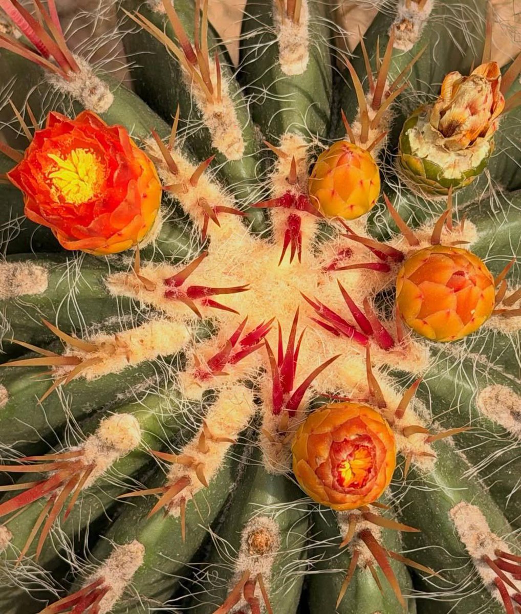 Jannek_comfort's tweet photo. °｡🍊𓏲⋆.🌼 ₊˚ https://t.co/2pvWLzKSTh