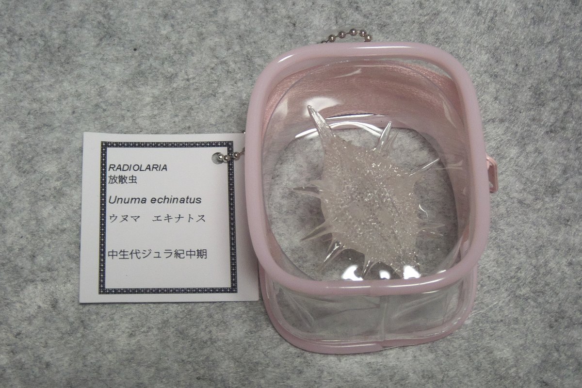 microscope61's tweet photo. 本日RC GEARさんの放散虫の顕微鏡観察ワークショップに行ってきました。試料は千葉県鴨川・天津層の硬い炭酸塩ノジュール。実際の観察は前処理をしてあるものを使用したので簡単に多種類の放散虫が見られました。推し活放散虫というかわいい樹脂製の模型があり、思わず買ってしまいました。#放散虫の日 https://t.co/AoRqT0dPbQ