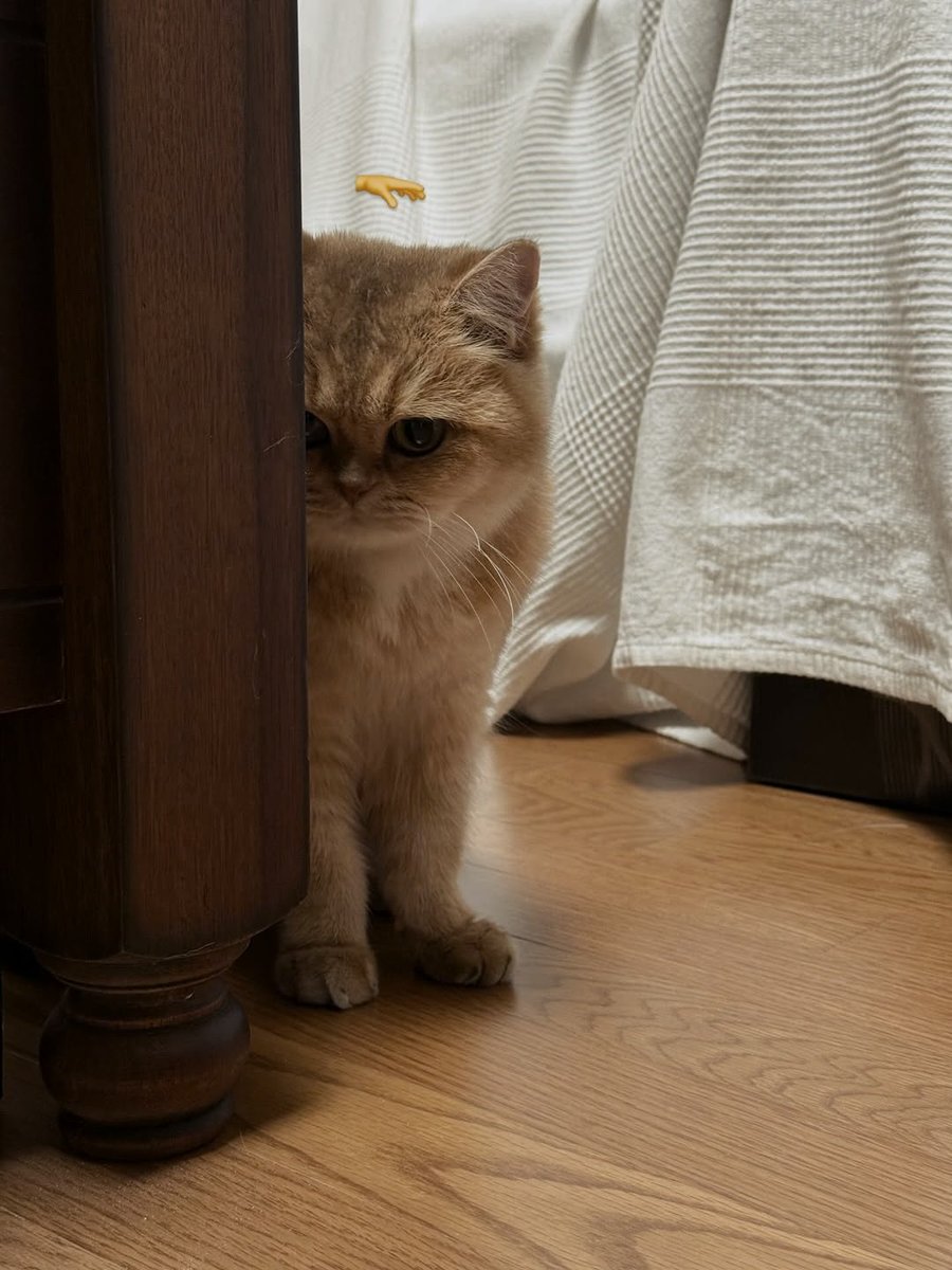 sgeulgis's tweet photo. Pov you are just trying to live your best life but the world keeps giving you reasons to take more photos. The food was a ten out of ten &amp; the company was even better even if the cat was lowkey gatekeeping the bedroom. It is the spontaneous moments that end up being best memory. https://t.co/BHMHyzzqaY