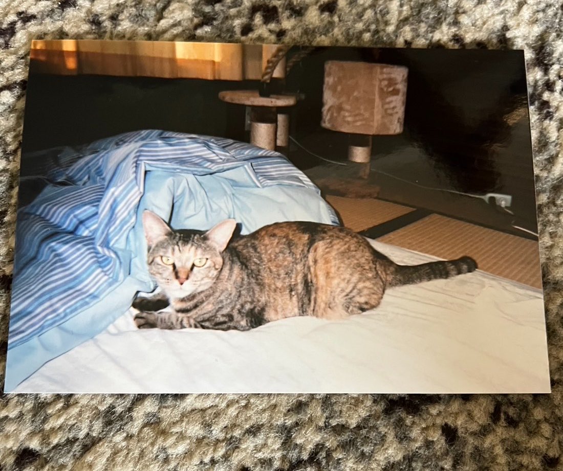 イブキ@ペット探偵ペットヘルプ tweet media