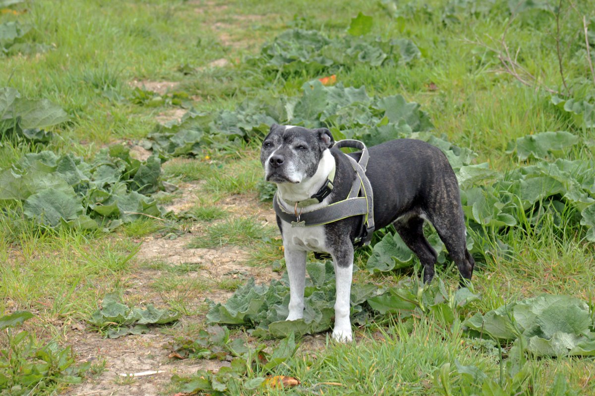 MorvienR's tweet image. Had another day away from here yesterday🤓still took Lizzie for her daily walk🐶past the stables in #LowerMorden Surrey &amp;amp; back through the Hampton's in #WorcesterPark @Team4Nature @SeniorStaffy @WildernFriends @bbcweather @ @a_london_pigeon  @Natures_Voice @NationalRobin