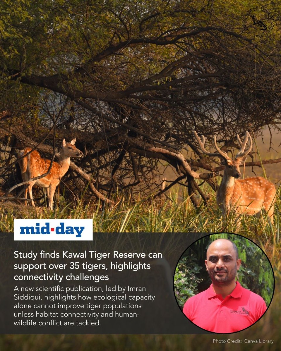 cwsindia's tweet photo. An article published in Mid-Day on 28th April 2026, covered findings from our recent study led by Imran Siddiqui, Senior Field Conservationist at the Centre For Wildlife Studies. Read here: https://t.co/ohyWZixUYX
#TigerConservation #KawalTigerReserve #TigerPopulation https://t.co/jC6CFUYYXq