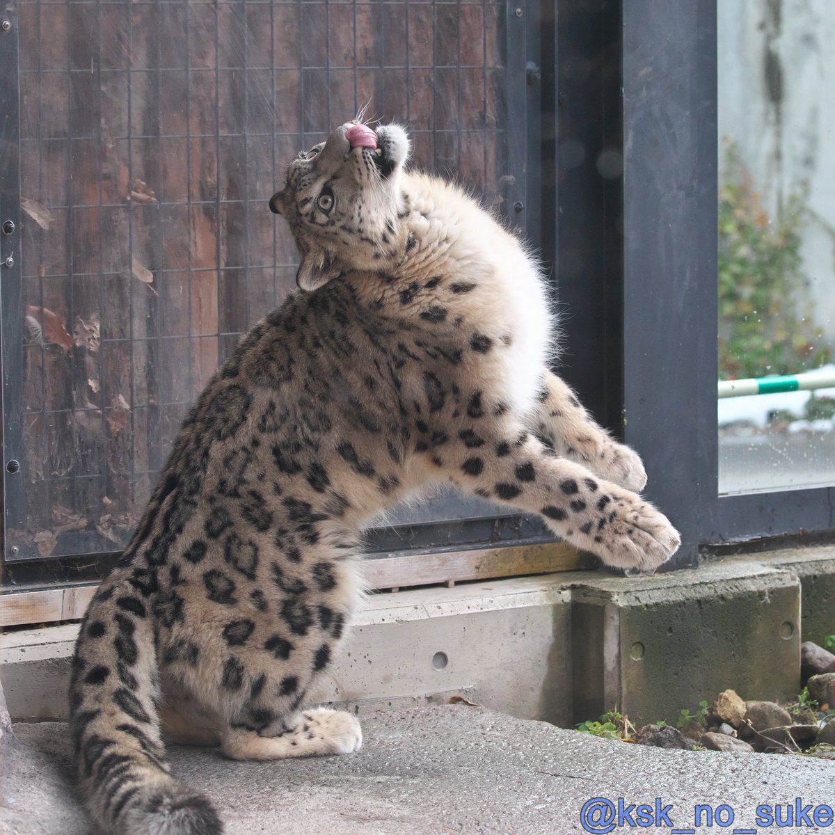 ksk_no_suke's tweet image. 明日のバースデーガール！
#snowleopard #Hikari