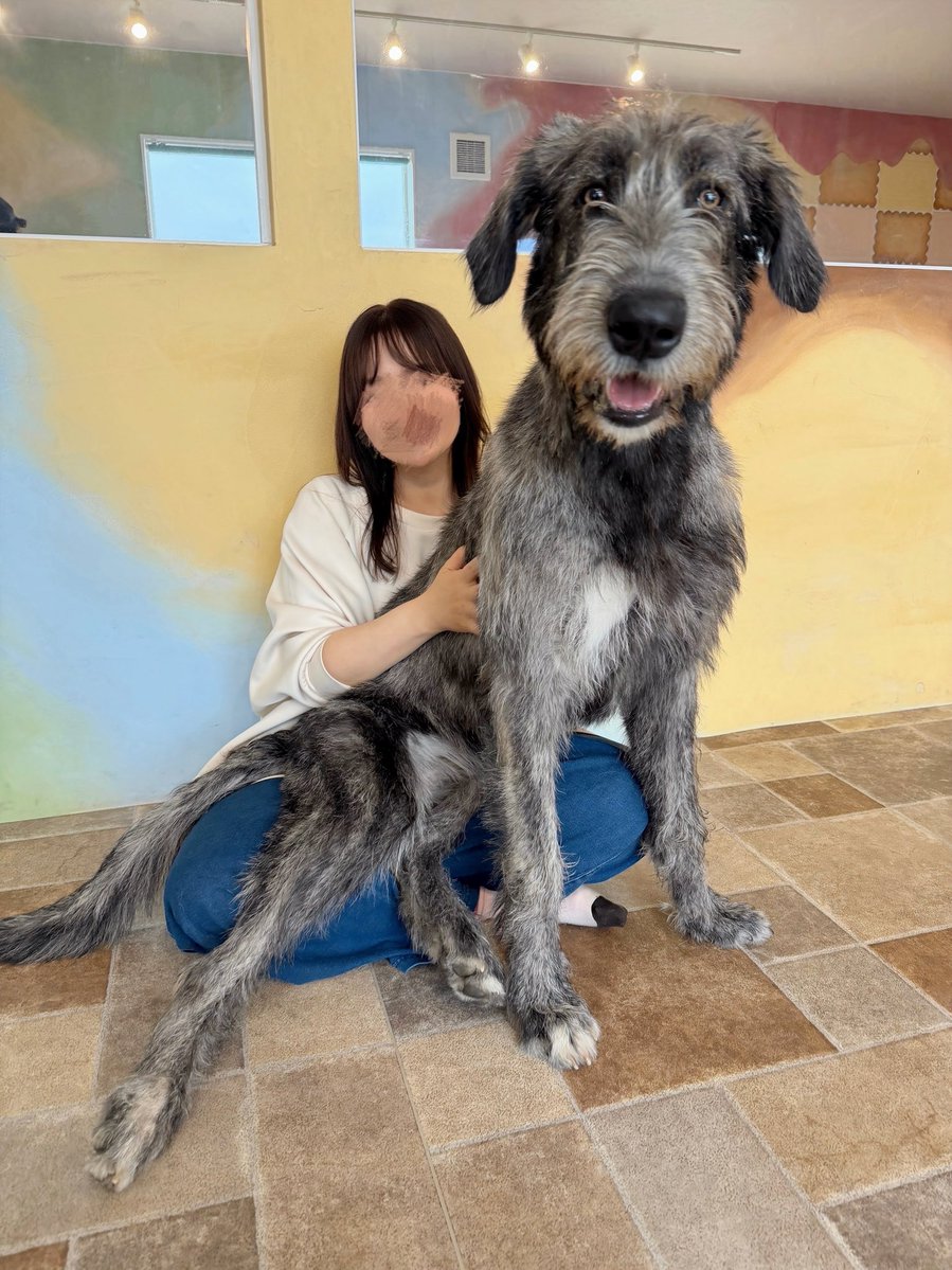 大型犬カフェGRAND MOU《ぐらんむー》 tweet media
