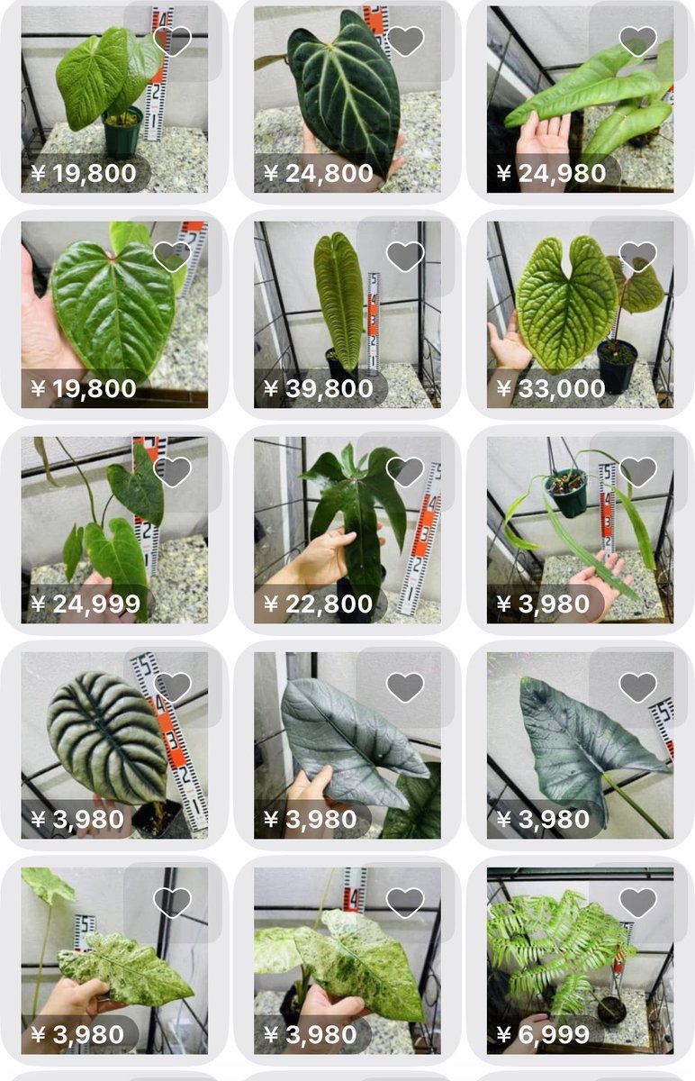メルカリに出品しましたー🌱 気になる方はぜひチェックしてみて