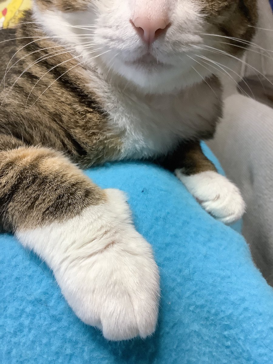 森ノたまみ🐈 tweet media
