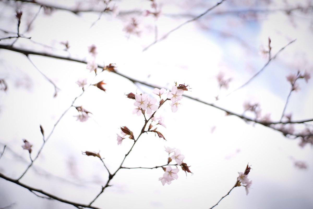 jiujiu1115's tweet image. 桜見た🌸
#桜