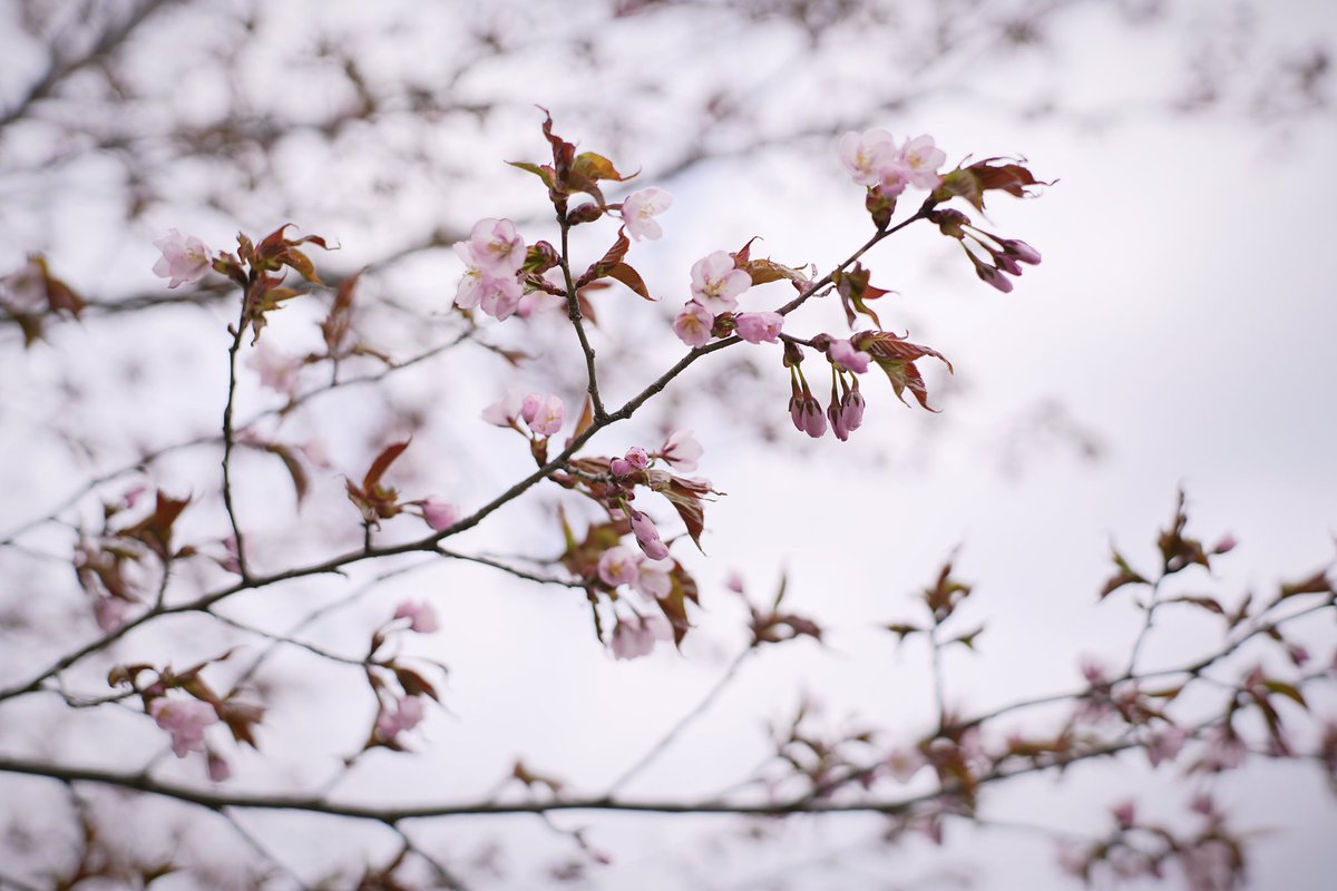 jiujiu1115's tweet image. 桜見た🌸
#桜