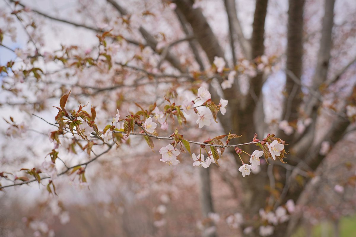 jiujiu1115's tweet image. 桜見た🌸
#桜