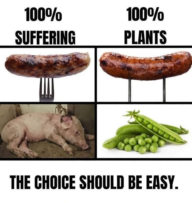 Why Aren't You Vegan? tweet media
