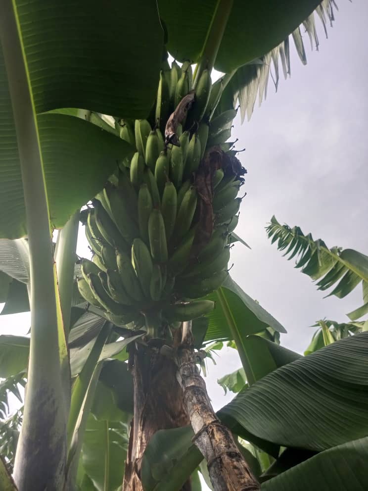 GUKELimited's tweet image. Fruits of my hands. "Enkumbi Telimba" you can also harvest big like us by getting the skills and knowledge from Us. 
#GukeFarms. 
#Farminglife. 
#AgricultureUganda.