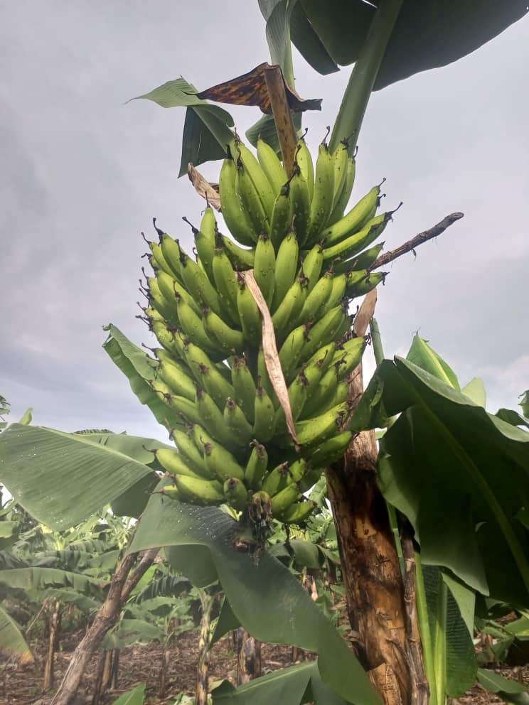 GUKELimited's tweet image. Fruits of my hands. "Enkumbi Telimba" you can also harvest big like us by getting the skills and knowledge from Us. 
#GukeFarms. 
#Farminglife. 
#AgricultureUganda.