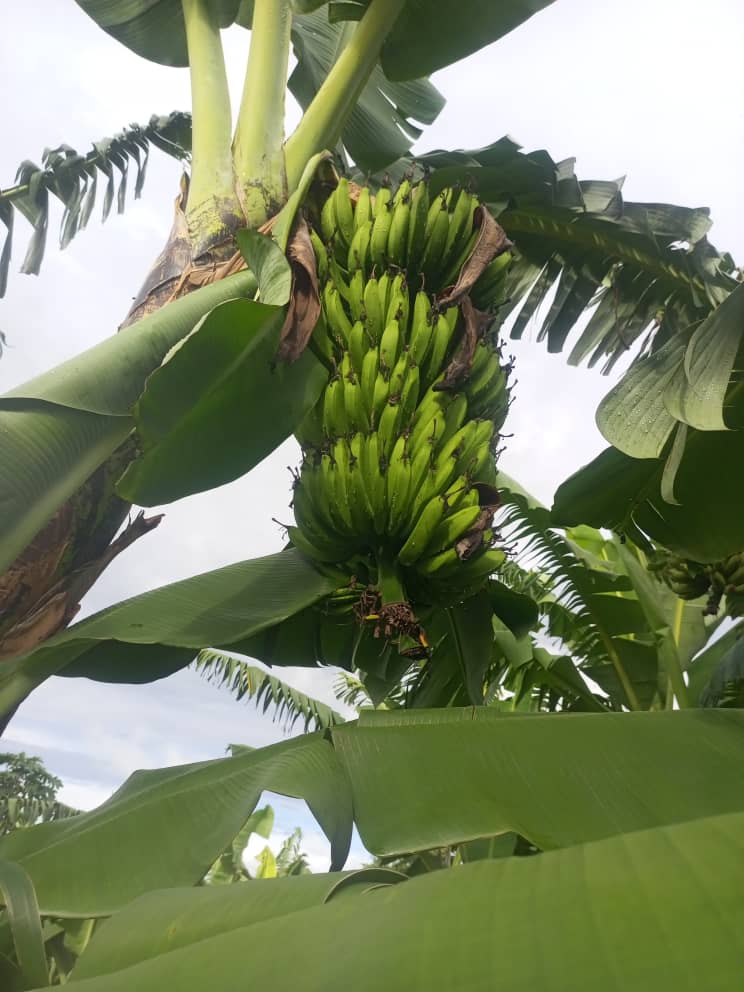 GUKELimited's tweet image. Fruits of my hands. "Enkumbi Telimba" you can also harvest big like us by getting the skills and knowledge from Us. 
#GukeFarms. 
#Farminglife. 
#AgricultureUganda.