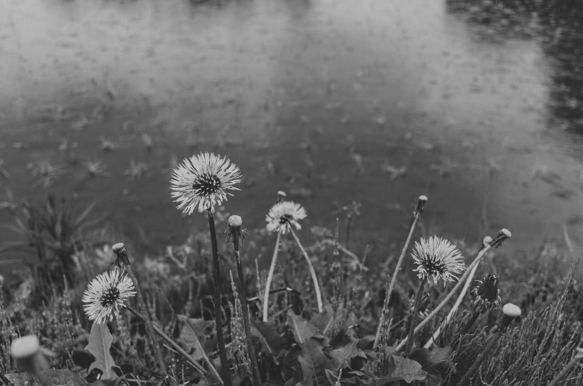 akabeko63's tweet image. #2465
#monochrome #モノクローム