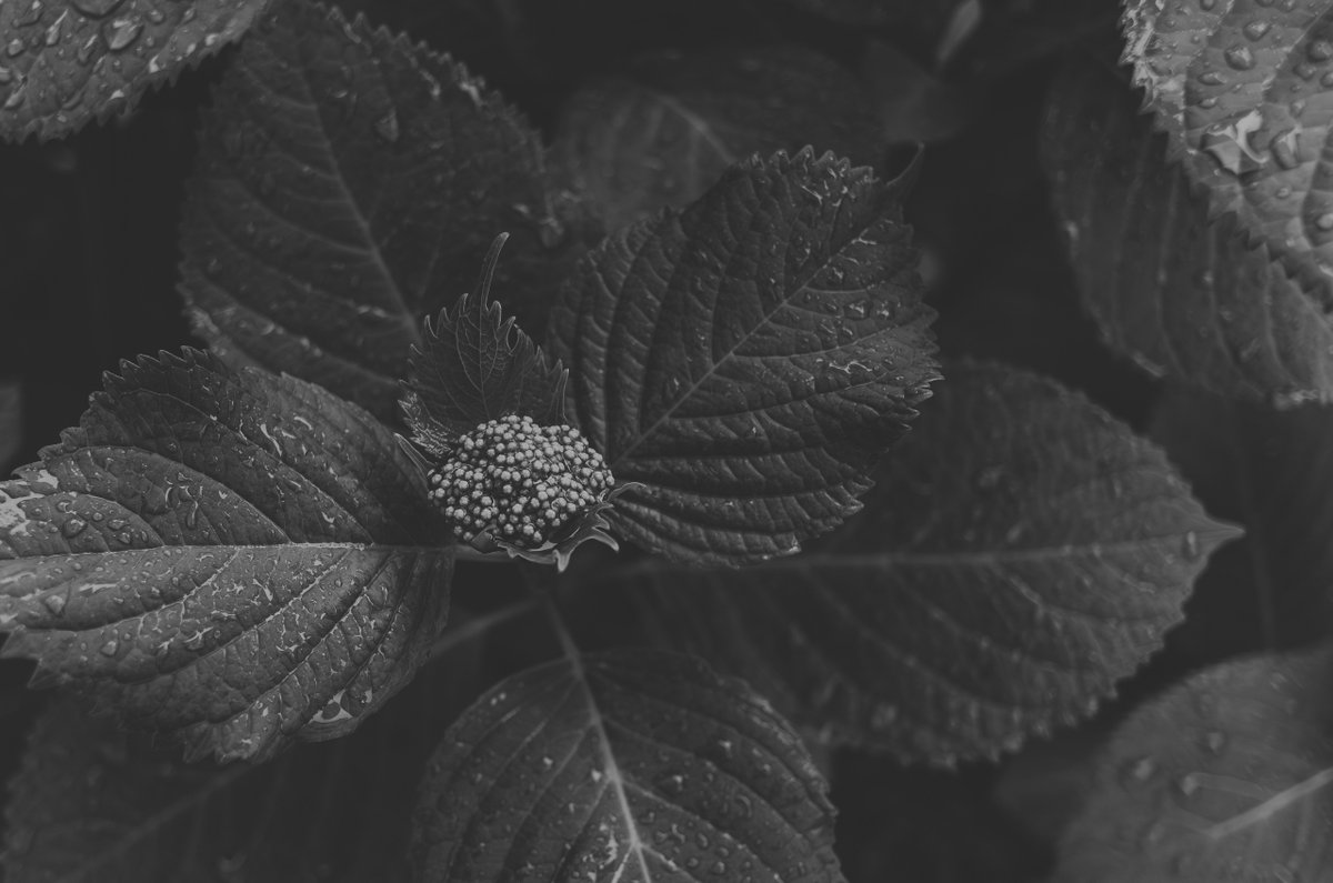 akabeko63's tweet image. #2465
#monochrome #モノクローム