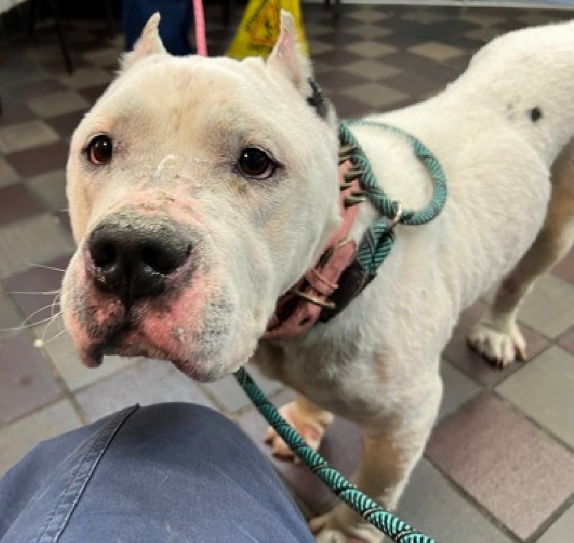 MorgFairsdogs's tweet image. Milky White 251998
Relisted TBK 4/30
#NYCACC #RescueOnly 
She is a sweet 10 yr old
Has anemia,  hypothyroidism,  advanced skin &amp;amp; ear issues. Needs care they will not provide 🚑
Fearful but will solicit pets
Needs exp all adult home 
Save Milky White!
nycacc.app/browse/251998
