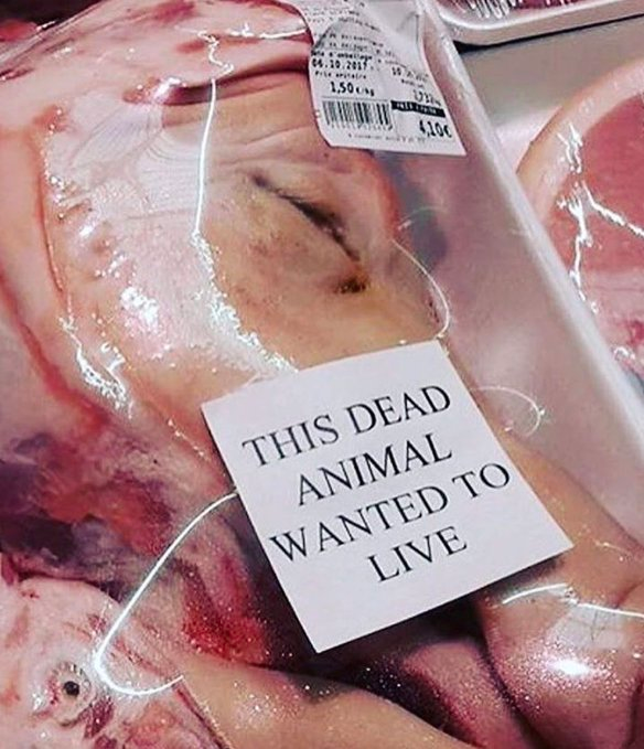 WhyNotVeganism's tweet photo. https://t.co/bPk8uUEZnc