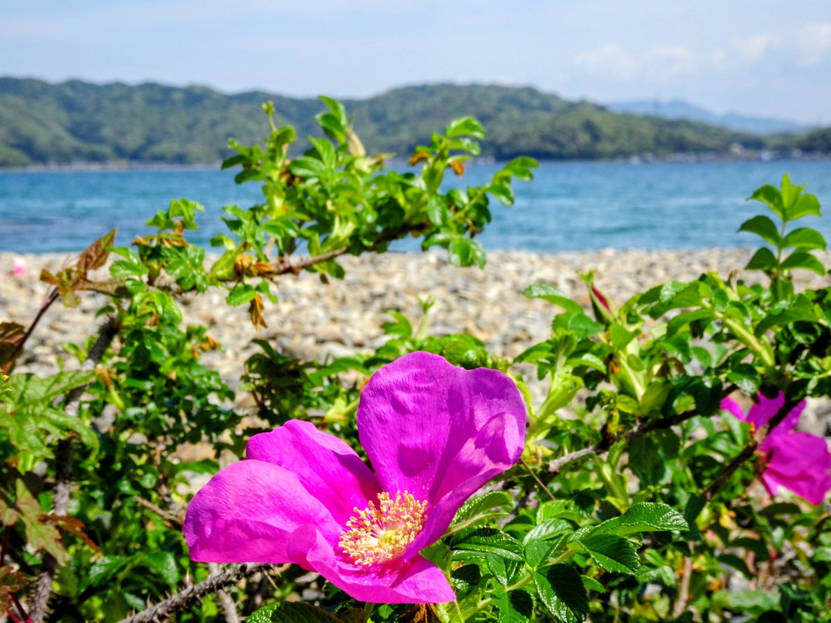 Shallow field tweet media