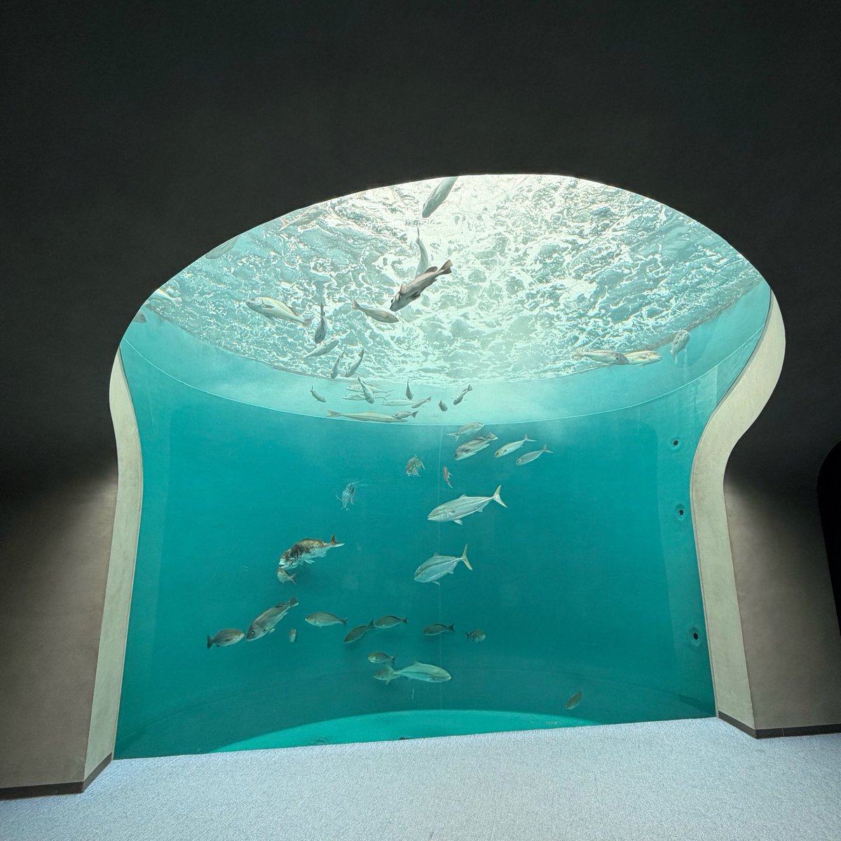01YM0's tweet photo. 四国水族館~ 🪼 https://t.co/Aos5WxBDeE